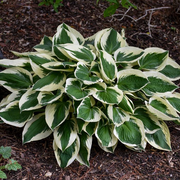 Hosta x 'Patriot' (Plantain Lily)