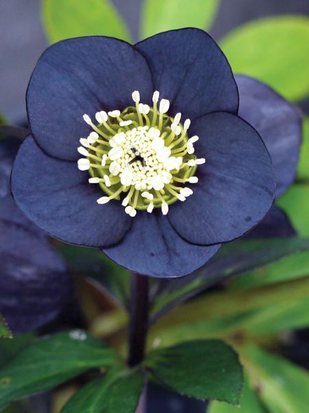 Helleborus W.J. 'Black Diamond' (Winter Jewels® Series Lenten Rose)