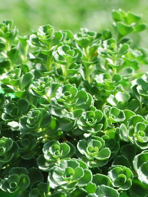 Sedum spurium 'John Creech' (Stonecrop)