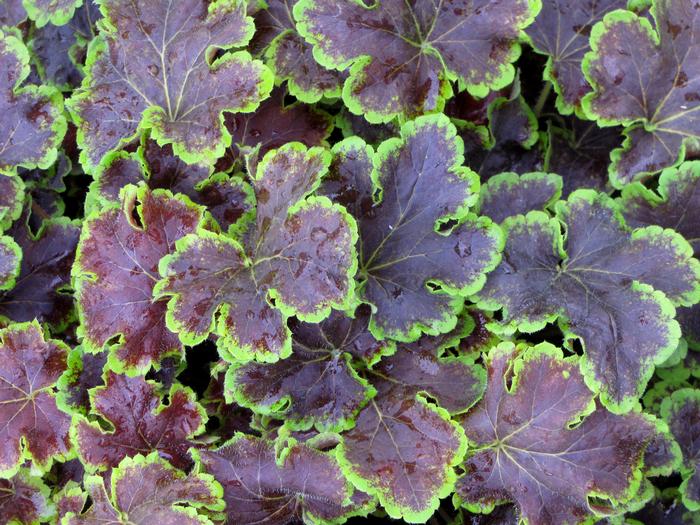 Heucherella 'Solar Eclipse' (Foamy Bells)