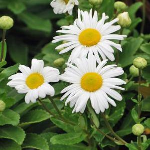 Nippon Daisy (Chrysanthemum nipponicum)