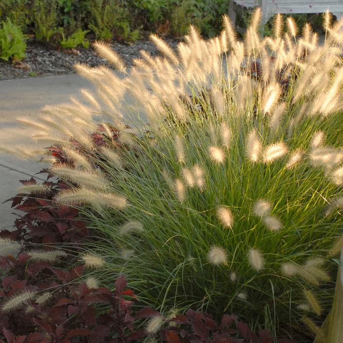 Dwarf Fountain Grass (Pennisetum alopecuroides 'Hameln')