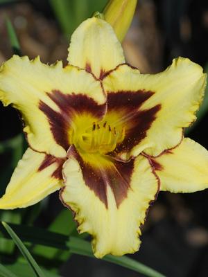 Hemerocallis 'El Desperado' (Daylily)