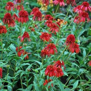 Cone-fections™ Series Coneflower (Echinacea x purpurea 'Hot Papaya'), red flowers