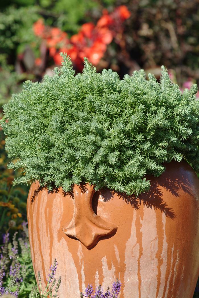 Sedum reflexum 'Blue Spruce' (Stonecrop)