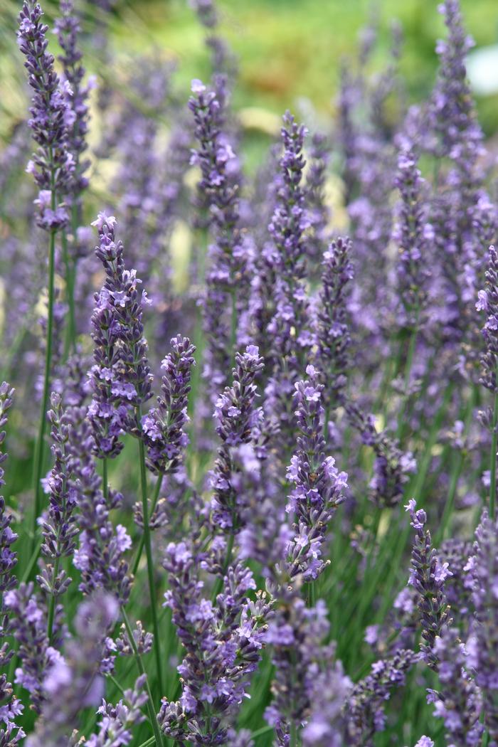 Lavandula x intermedia 'Phenomenal' (Lavender)