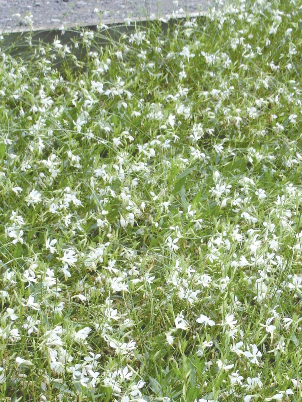 White Gaura (Gaura lindheimeri 'So White')