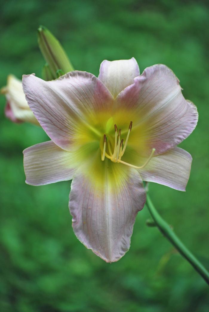 Hemerocallis 'Catherine Woodbury' (Daylily)