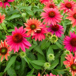 Echinacea Sombrero® Tres Amigos (Coneflower), pink flowers