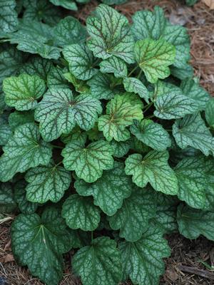 Heuchera americana 'Green Spice' (Coral Bells)