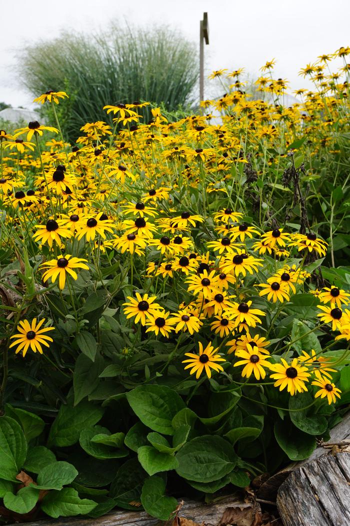 Rudbeckia fulgida var. deamii (Black Eyed Susan)