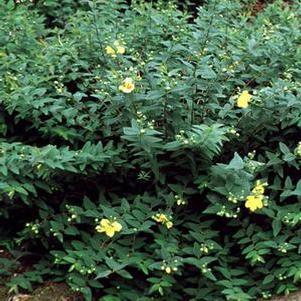 Hypericum patulum 'Hidcote' (St. John's Wort)