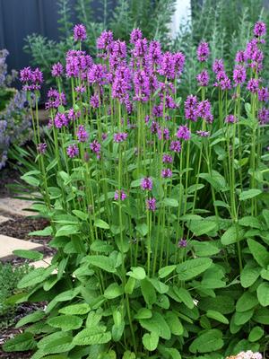 Alpine Betony (Stachys monieri 'Hummelo') perennial