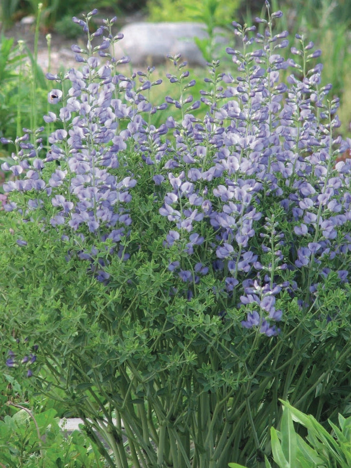 Baptisia australis (False Indigo), blue flowers