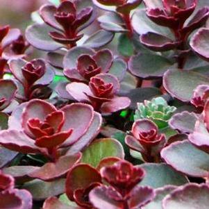 Sedum spurium 'Voodoo' (Stonecrop)