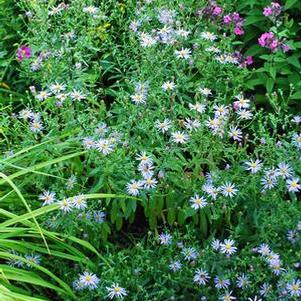 False Aster (Kalimeris incisa 'Blue Star')