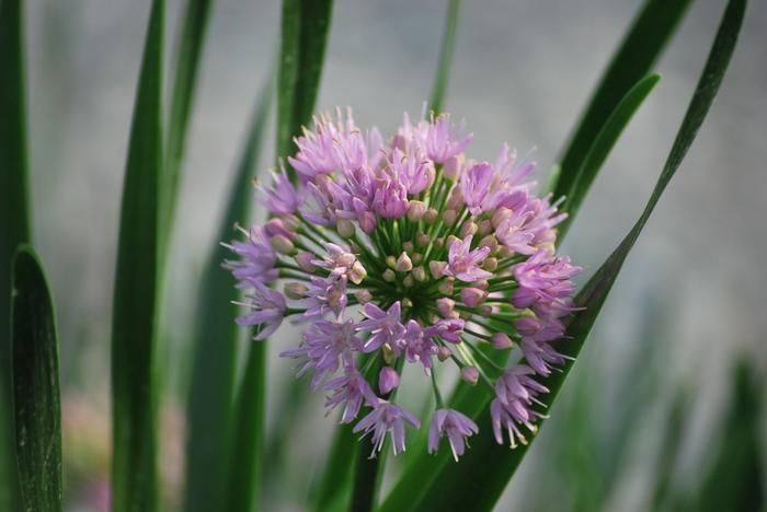 Allium 'Millenium' (Ornamental Onion) perennial