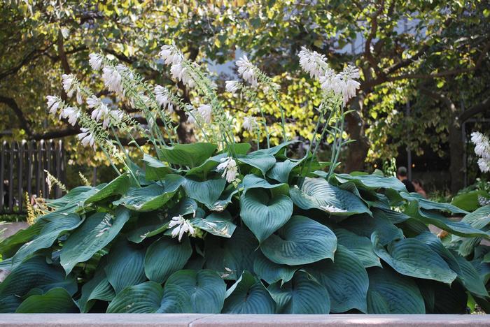 Hosta x 'Blue Angel' (Plantain Lily)