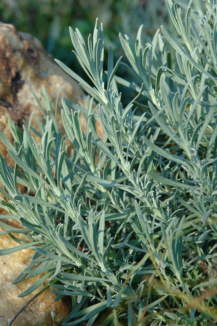 Lavandula x intermedia 'Phenomenal' (Lavender)