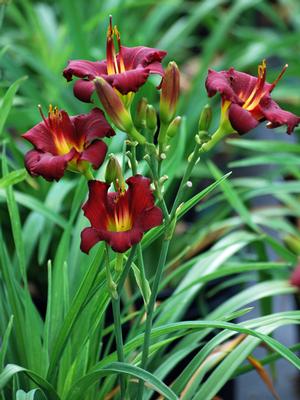 Hemerocallis 'Pardon Me' (Daylily)