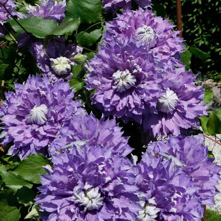 Clematis Diamantina™ (Hybrid Clematis), purple flowers