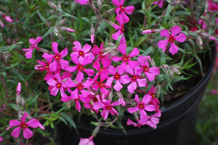 Phlox subulata 'Scarlet Flame' (Moss Pinks)