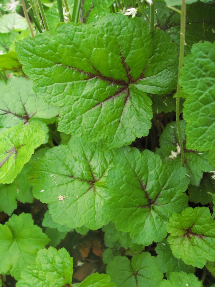 Tiarella cordifolia 'Brandywine' (Foam Flower)