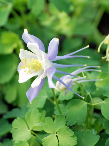 Aquilegia Kirigami™ Light Blue & White (Columbine) perennial, purple flowers