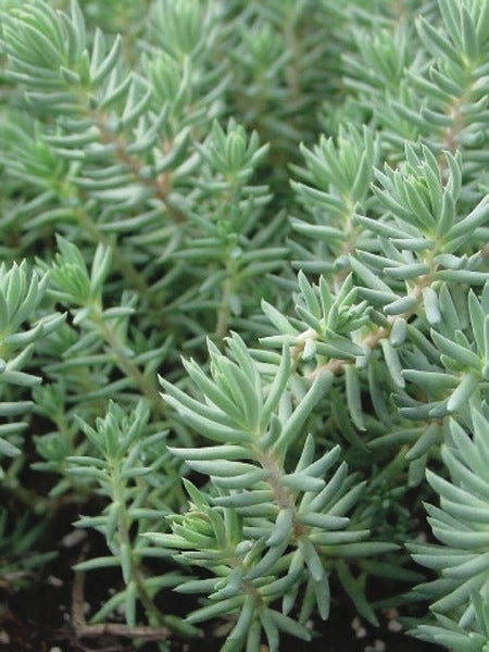 Sedum reflexum 'Blue Spruce' (Stonecrop)