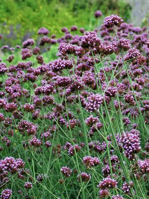 Tall Verbena (Verbena bonariensis)