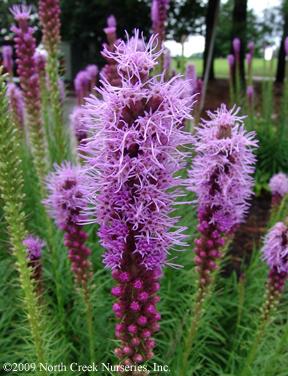 Purple Gay Feather (Liatris spicata 'Kobold')