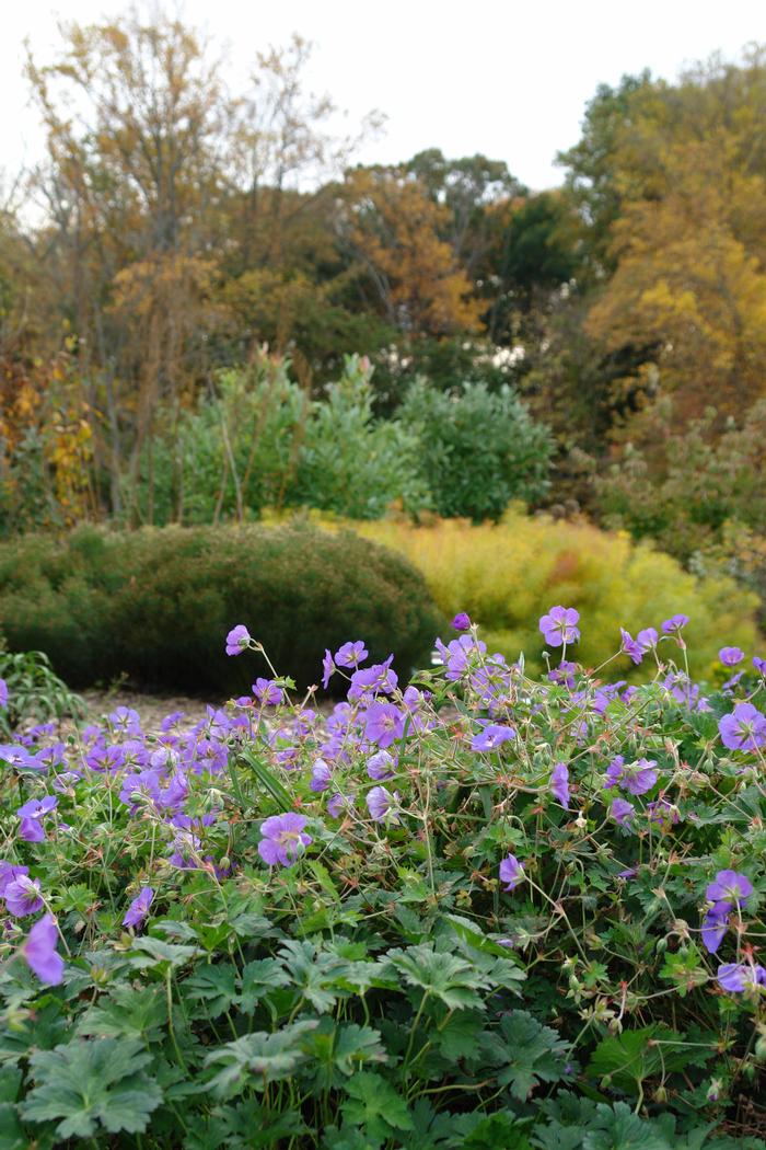 Geranium x 'Rozanne' (Cranesbill)