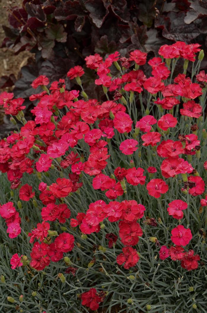 Dianthus allwoodii 'Frosty Fire' (Garden Pinks), pink flowers