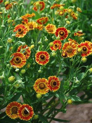 Helenium autumnale Mariachi ™'Fuego' (Helen's Flower, Sneezeweed)