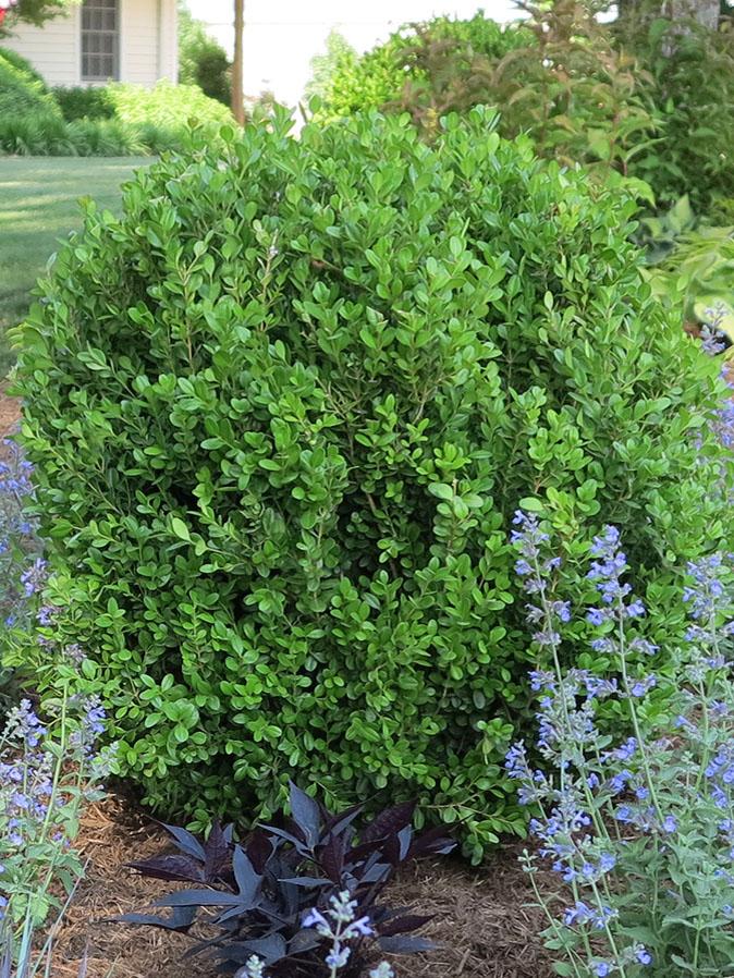 Buxus NewGen Freedom® (Boxwood)