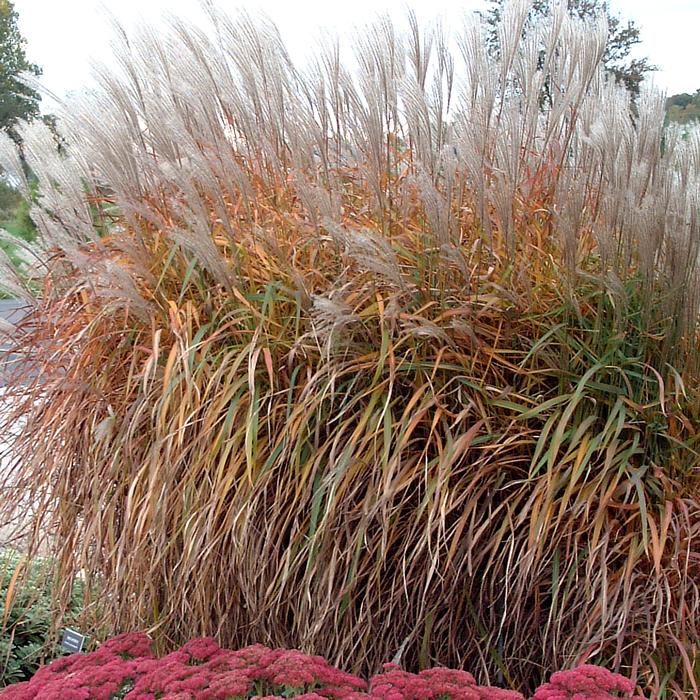 Red-Leaved Miscanthus (Miscanthus 'Purpurascens')