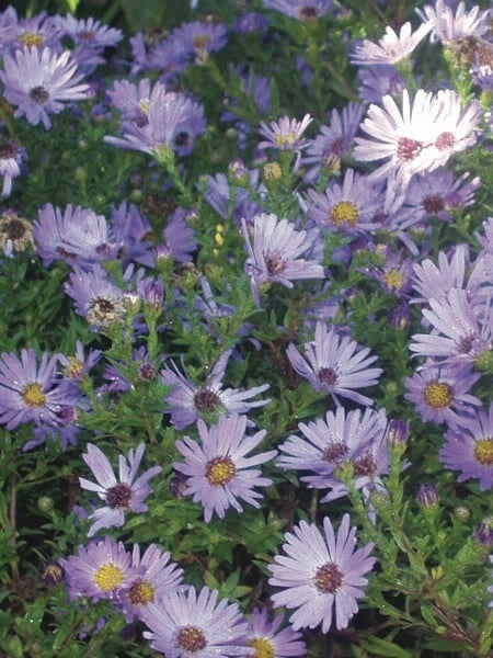 Blue Wood Aster (Aster dumosus 'Wood's Blue'), purple flowers