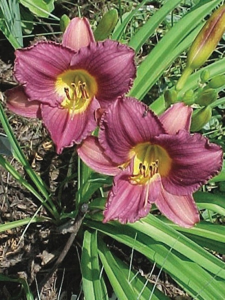 Hemerocallis 'Purple de Oro' (Daylily)