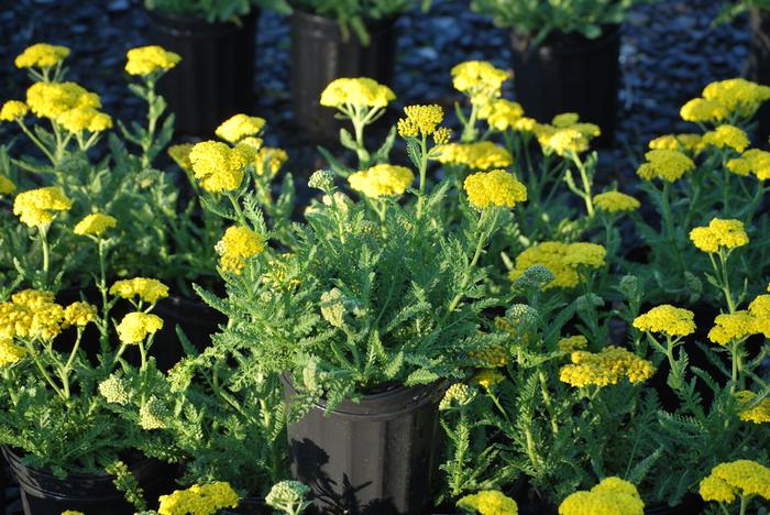 Dwarf Yarrow (Achillea x 'Little Moonshine'), yellow flowers