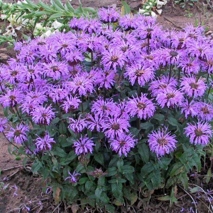 Monarda x 'Blue Moon' (Sugar Buzz® Bee Balm)