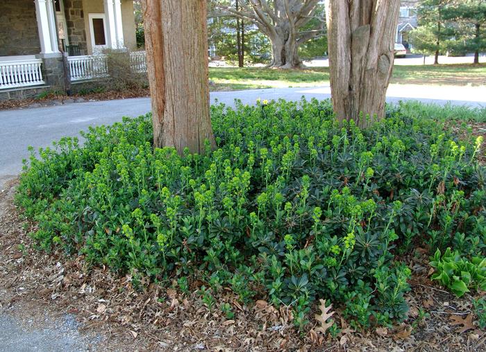 Robb's Spurge (Euphorbia amygdaloides var. robbiae)