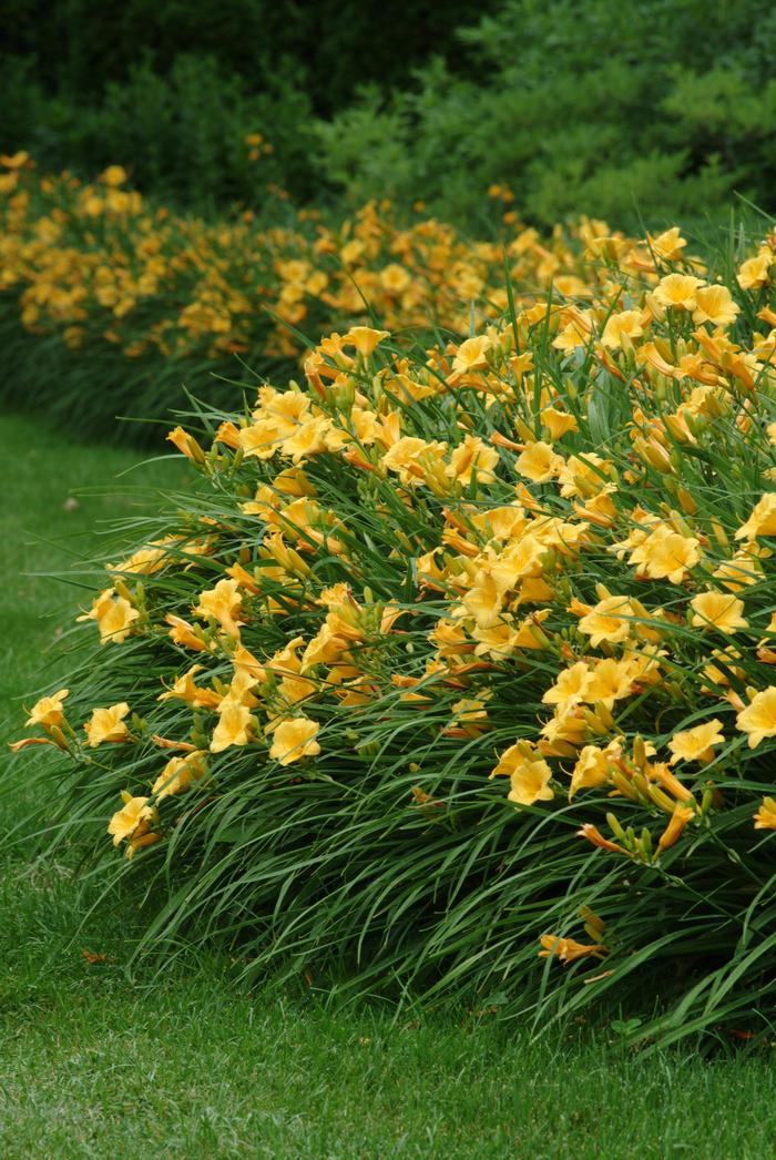 Hemerocallis 'Stella de Oro' (Daylily)