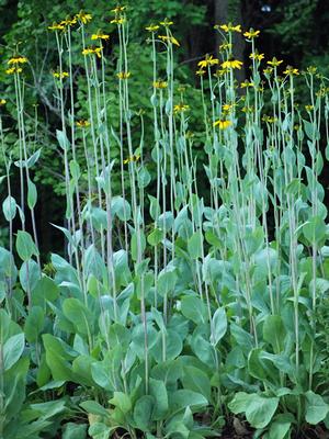 Rudbeckia maxima (Coneflower)