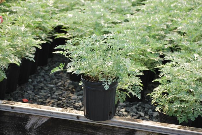 Wormwood (Artemisia arborescens 'Powis Castle')