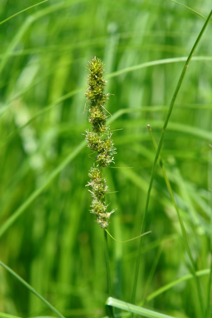 Fox Sedge (Carex vulpinoidea)