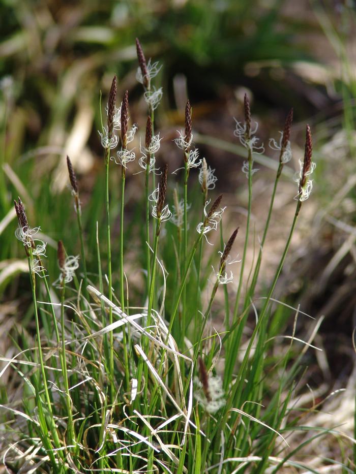 Pennsylvania Sedge (Carex pensylvanica)