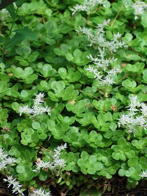 Sedum ternatum (Woodland Stonecrop)