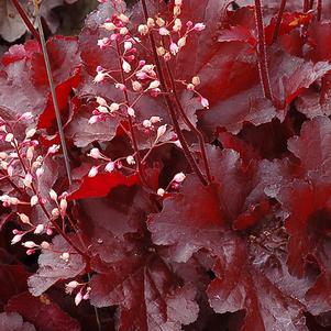 Heuchera x Forever® Red (Coral Bells)