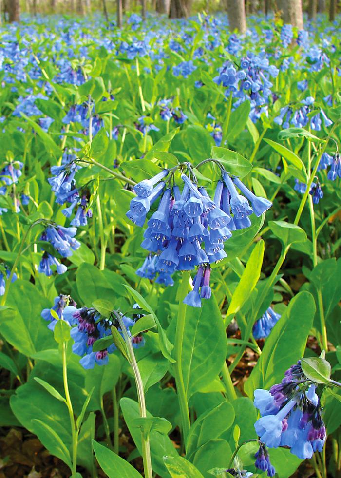 Virginia Blue Bells (Mertensia virginica)