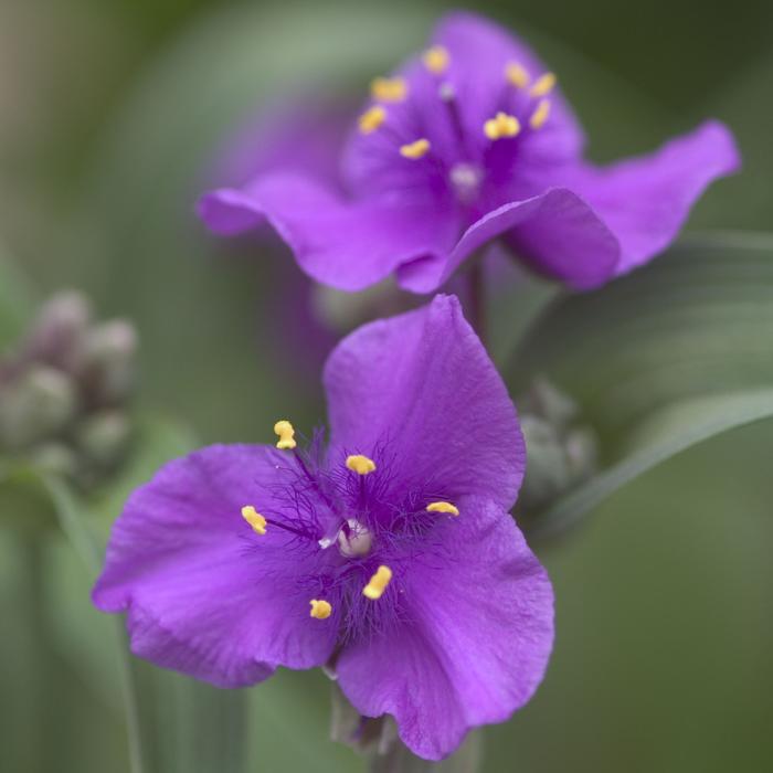 Tradescantia 'Concord Grape' (Spiderwort)